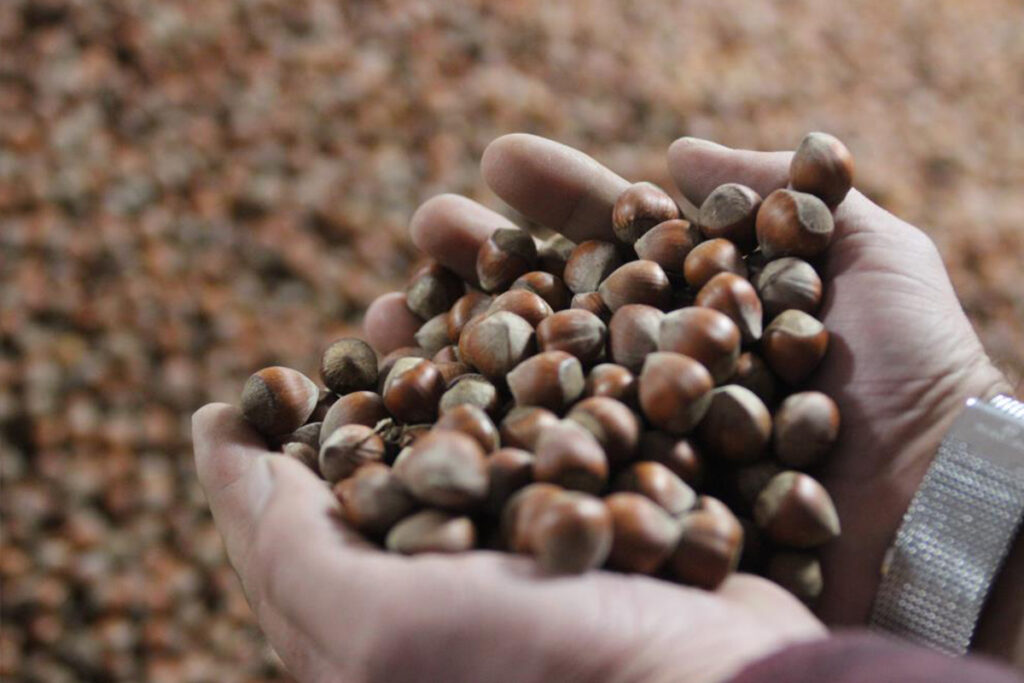 Giresun Tombul Fındığı coğrafi işaret olarak tescillendi