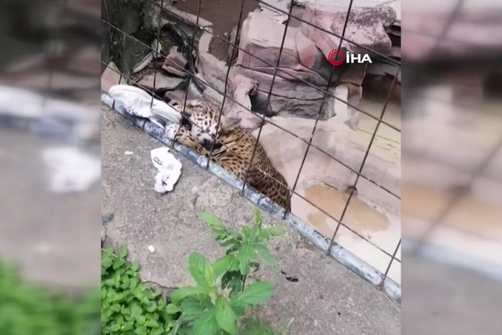 Hayvanat bahçesi gezintisi faciayla bitti, 14 yaşındaki çocuğa jaguar saldırdı