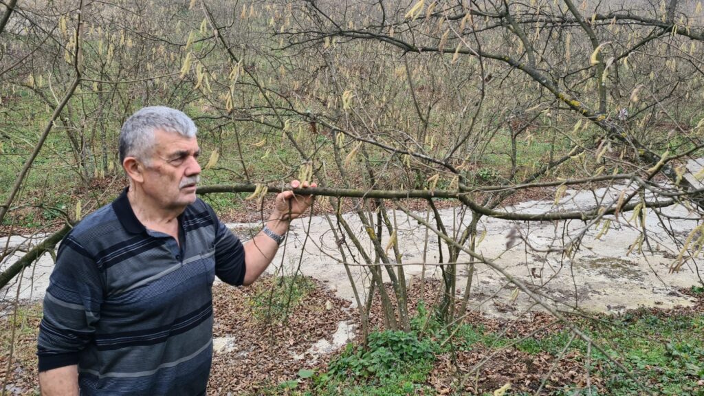Fındık üreticisi dört gözle kar yağışı bekliyor