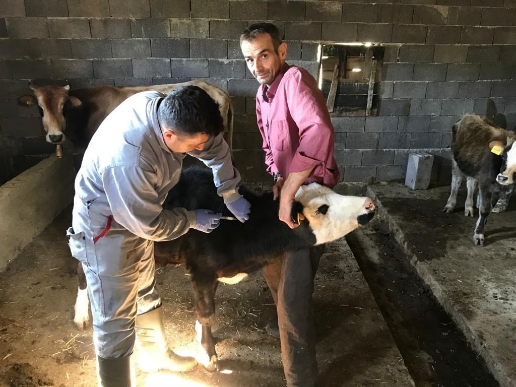Giresun’da hayvan hastalıklarına karşı aşılamanın son günü belli oldu